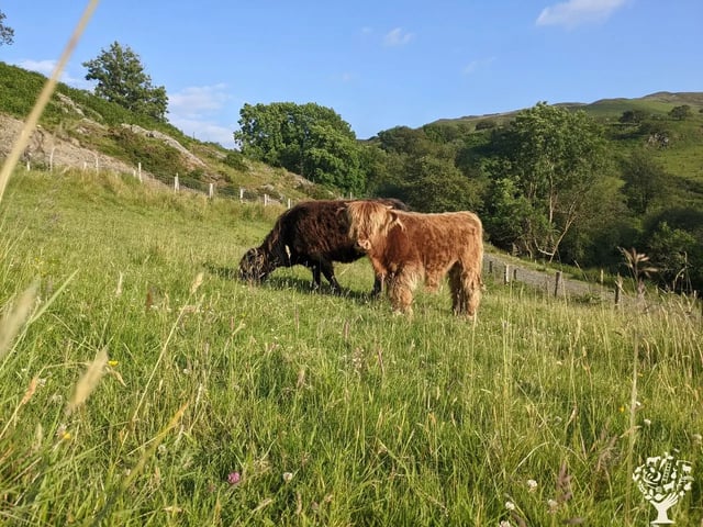 Helping on a small Welsh Cattle farm - Photo 8