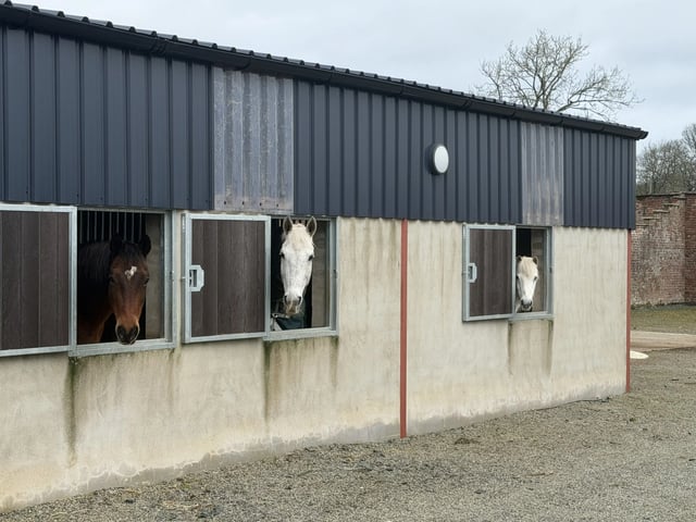 Horse help in the N.Irish Countryside - Photo 8