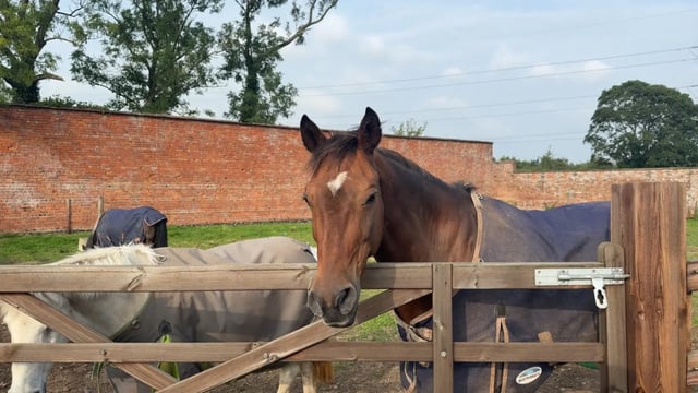 Horse help in the N.Irish Countryside - Photo 5