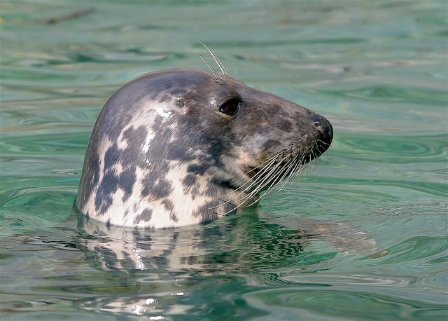 Help at a Cornwall B&amp;B by the sea - Photo 30