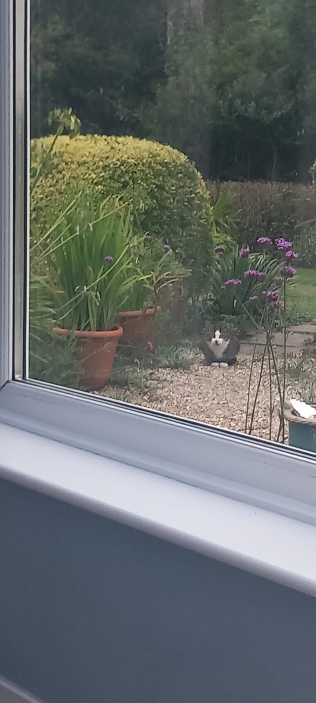 Gardening help in Devon - Photo 3