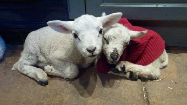 Everyday help on a Yorkshire Dales farm - Photo 48