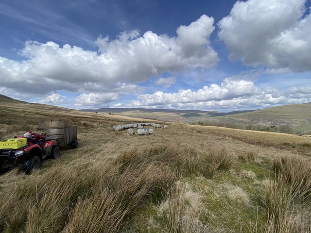 Everyday help on a Yorkshire Dales farm - Photo 22