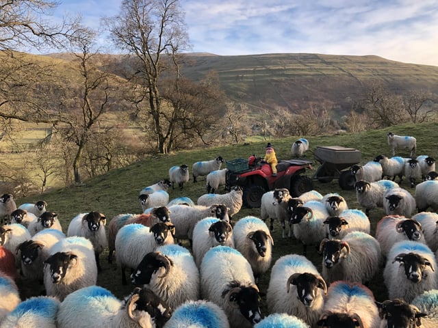 Everyday help on a Yorkshire Dales farm - Photo 47