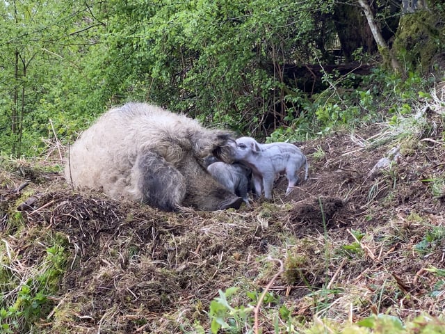 Everyday help on a Yorkshire Dales farm - Photo 6