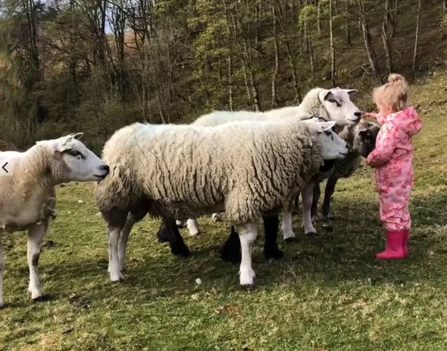 Everyday help on a Yorkshire Dales farm - Photo 21