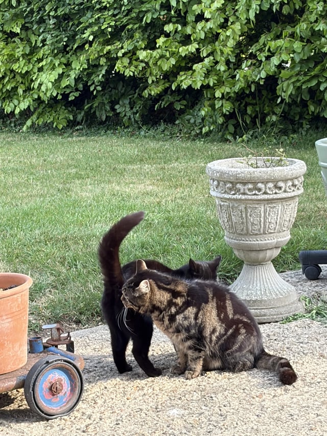 Help at a Bedfordshire cottage. - Photo 13