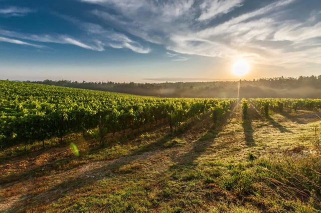 A quiet vineyard at sunrise, showing the type of rural setting suited to longer, affordable UK stays.