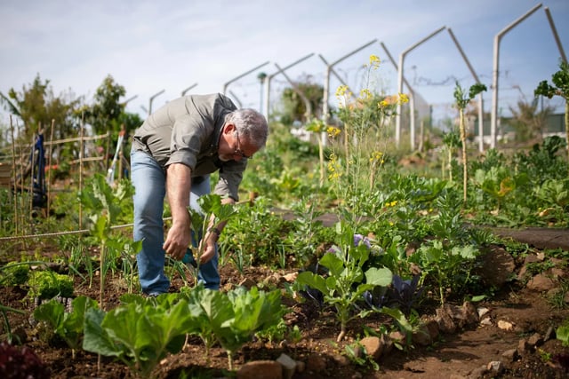 An older man carefully working in a vegetable garden on a bright day, surrounded by flourishing plants.
