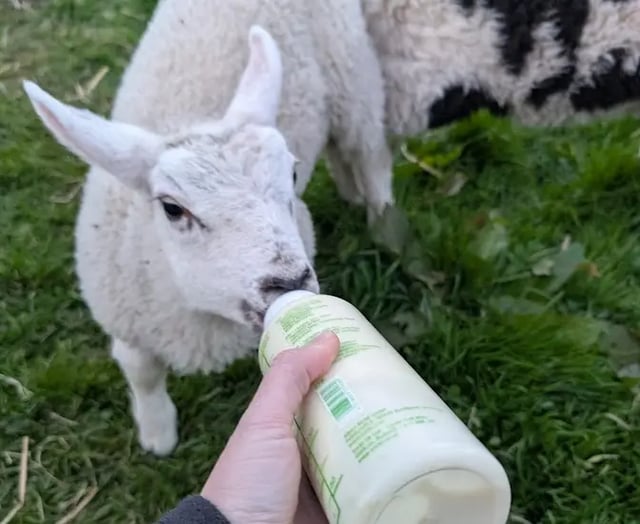 bottle feeding lamb