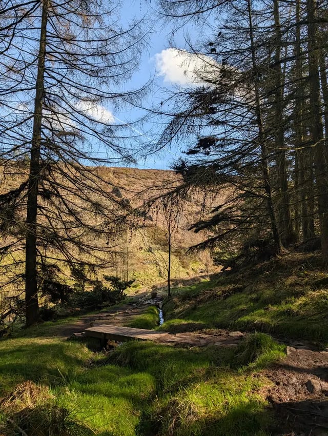 Forest glen in Scotland