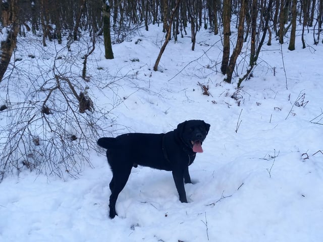 Tudor manor in Cumbria - Photo 8