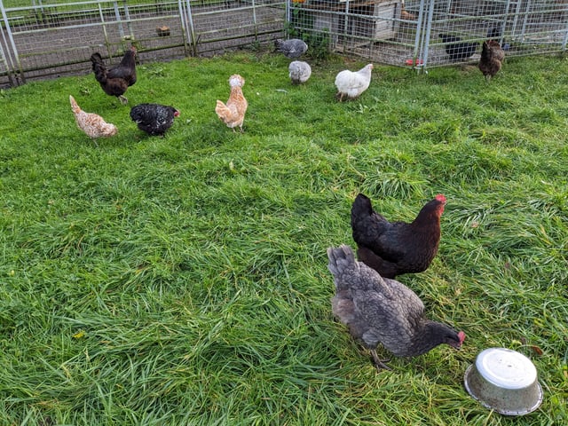 Relaxing Traditional Farmhouse in a West Berkshire Village  - Photo 9