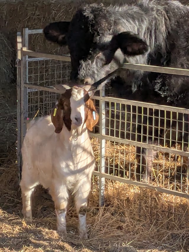 Relaxing Traditional Farmhouse in a West Berkshire Village  - Photo 7