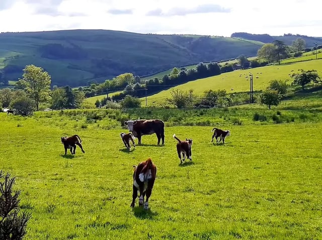Organic Farm in the Clun Hills - Photo 6