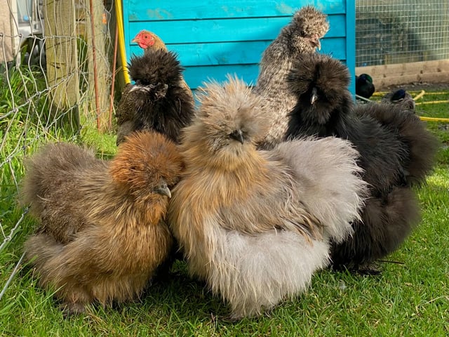 Alpaca and rare breed centre - Photo 8
