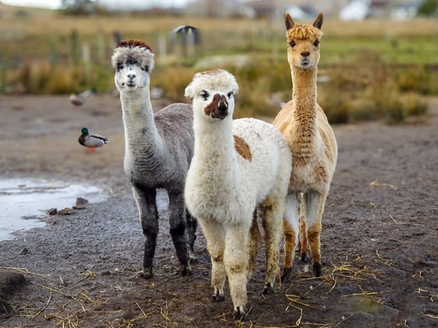 Alpaca and rare breed centre - Photo 14