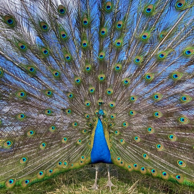 Alpaca and rare breed centre - Photo 12