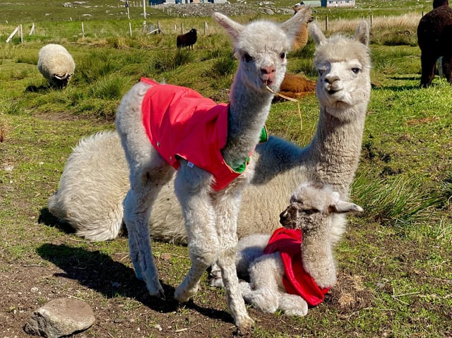 Alpaca and rare breed centre - Photo 13